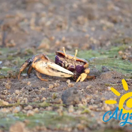 Urb Do Lagar By Algartur * Conceição