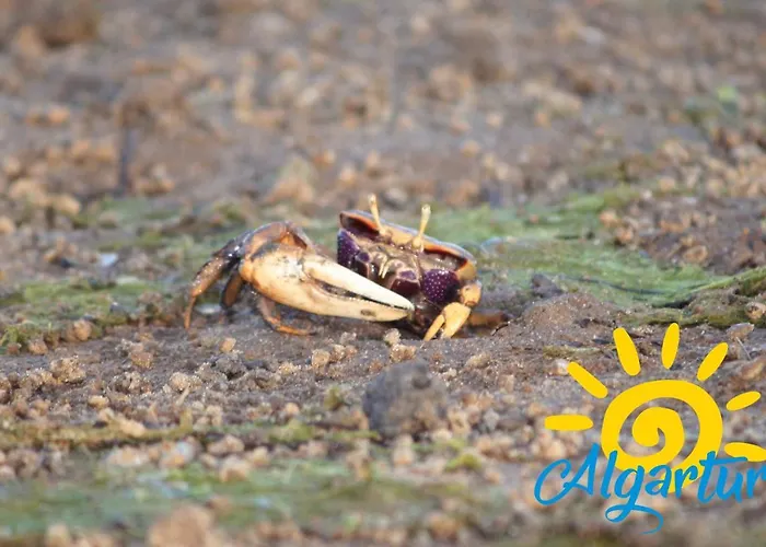 Urb Do Lagar By Algartur * Conceição